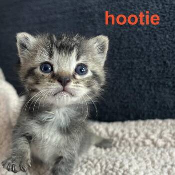 Domestic Short Hair Cats Available for Adoption in Richmond, California - HOOTIE | PetCurious