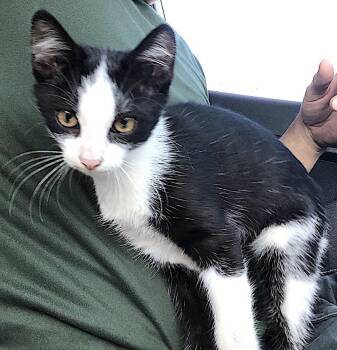 Morana -  Domestic Short Hair Cat for Adoption in Albemarle, North Carolina - Morana | PetCurious