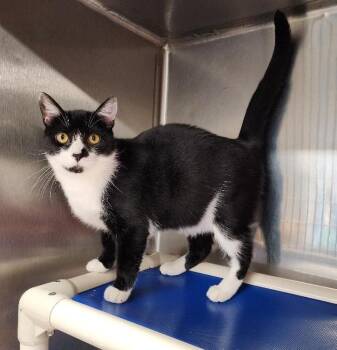 Panda -  Tuxedo Cat for Adoption in Washingtonville, New York - Panda | PetCurious