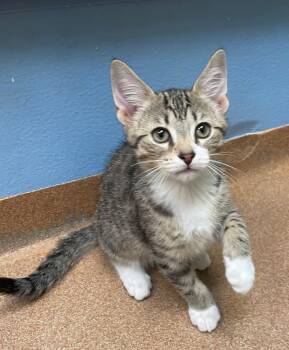Rescue Domestic Short Hair Cats for Adoption in Norwalk, Connecticut - Monty (with Sibling) | PetCurious