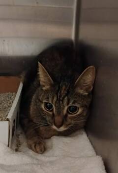 Carlie -  Domestic Short Hair Cat for Adoption in Fallston, Maryland - Carlie | PetCurious