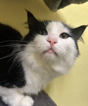 Rescue Domestic Medium Hair Cats for Adoption in Quilcene, Washington - Romeo | PetCurious