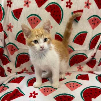 Cashew 0485 -  Domestic Medium Hair Cat for Adoption in Kittanning, Pennsylvania - Cashew 0485 | PetCurious