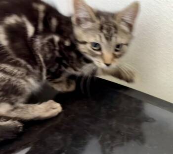 JASPER -  Domestic Short Hair Cat for Adoption in Visalia, California - JASPER | PetCurious
