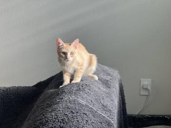Victoria -  Domestic Short Hair Cat for Adoption in Phoenix, Arizona - Victoria | PetCurious
