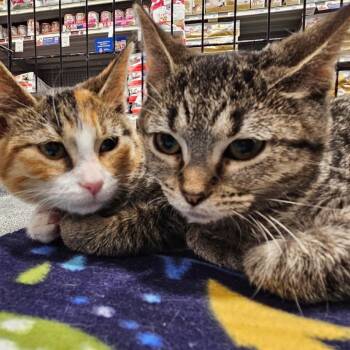 Domestic Short Hair Cats Available for Adoption - Lucy | PetCurious