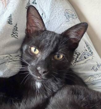 Bruce and Mr. Wayne -  Domestic Short Hair Cat for Adoption in Lenexa, Kansas - Bruce And Mr. Wayne | PetCurious