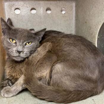 Leslie -  Domestic Short Hair Cat for Adoption in Roanoke, Virginia - Leslie | PetCurious