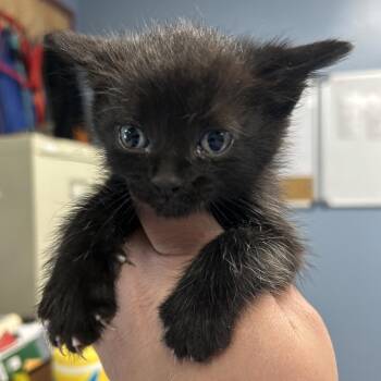 Domestic Short Hair Cats Available for Adoption in Saint Joseph, Missouri - Suge Knight(M6) | PetCurious