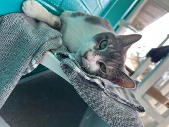 Gary -  Domestic Short Hair Cat for Adoption in Moundsville, West Virginia - Gary | PetCurious