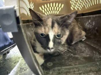 Shorty -  Domestic Short Hair Cat for Adoption in Daytona Beach, Florida - Shorty | PetCurious