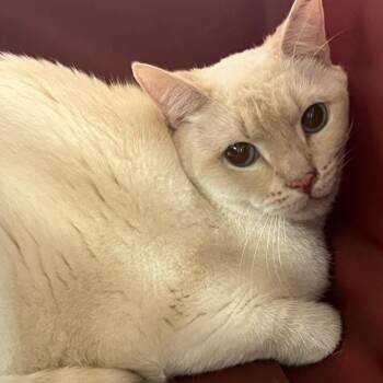 Siamese Cats Available for Adoption in Oak Park, Illinois - Tinker | PetCurious