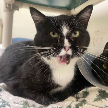 Hocus Pocus -  Domestic Short Hair Cat for Adoption in Fall River, Massachusetts - Hocus Pocus | PetCurious