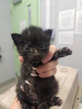 Eclaire -  Domestic Short Hair Cat for Adoption in Bloomington, Indiana - Eclaire | PetCurious