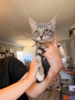 Oak -  Tabby Cat for Adoption in Chattanooga, Tennessee - Oak | PetCurious