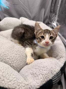 TOAST -  Domestic Short Hair Cat for Adoption in Grovetown, Georgia - TOAST | PetCurious
