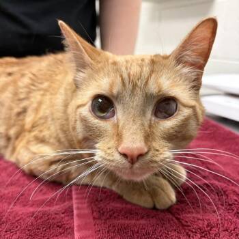 Domestic Short Hair Cats Available for Adoption - Murphy | PetCurious