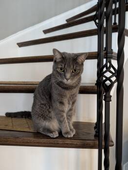 Tony -  Domestic Medium Hair and Tabby Cat for Adoption in Charlotte, North Carolina - Tony | PetCurious