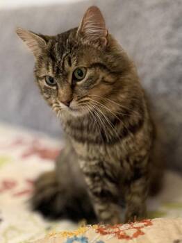 Tabby and Domestic Medium Hair Cats Available for Adoption - Schitt