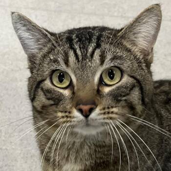 Domestic Short Hair Cats Available for Adoption - Napoleon | PetCurious