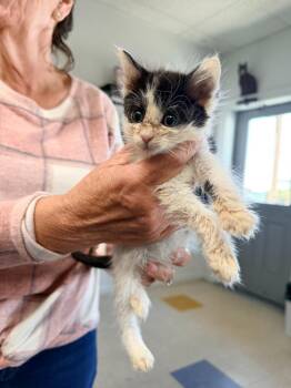 Domestic Short Hair Cats Available for Adoption in Brookings, Oregon - Goopy | PetCurious
