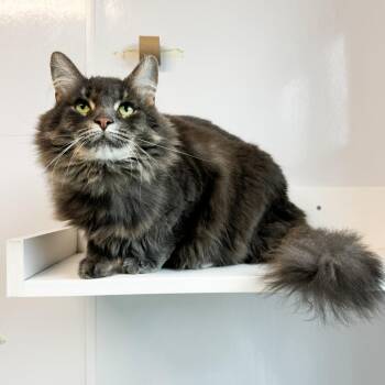 Little Bit -  Domestic Long Hair Cat for Adoption in Fort Wayne, Indiana - Little Bit | PetCurious