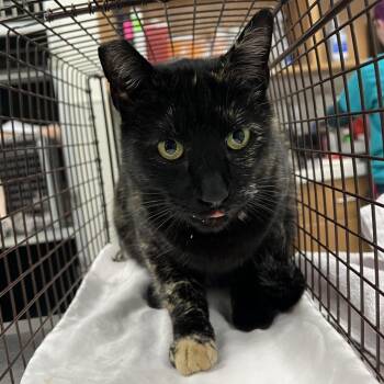 Domestic Short Hair Cats Available for Adoption - Sonya Blade | PetCurious