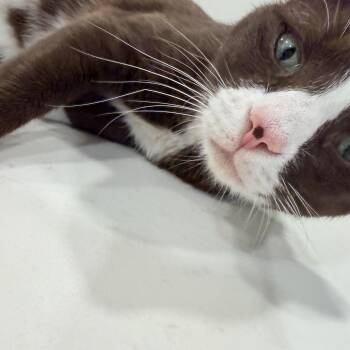 Cocoa -  Domestic Short Hair Cat for Adoption in Fairfax, Virginia - Cocoa | PetCurious