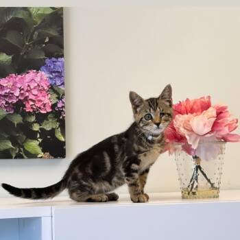 Lucy -  Domestic Short Hair Cat for Adoption in Syosset, New York - Lucy | PetCurious