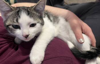 Domestic Short Hair Cats Available for Adoption - Patches | PetCurious