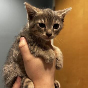 Fay -  Domestic Short Hair Cat for Adoption in Chattanooga, Tennessee - Fay | PetCurious