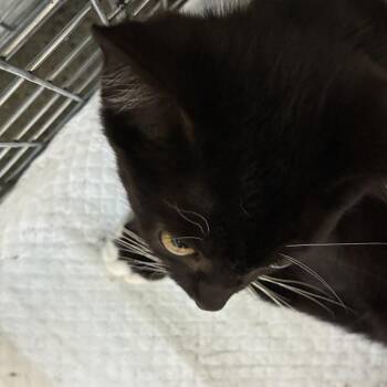 Snapple -  Domestic Short Hair Cat for Adoption in Harrisonburg, Virginia - Snapple | PetCurious