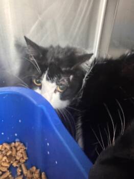 Rescue Domestic Short Hair Cats for Adoption in Danielsville, Georgia - Bonnie | PetCurious