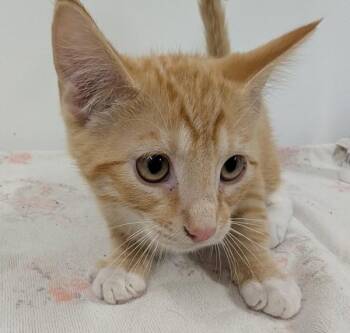 Aspen -  Domestic Short Hair Cat for Adoption in Kamloops, British Columbia - Aspen | PetCurious