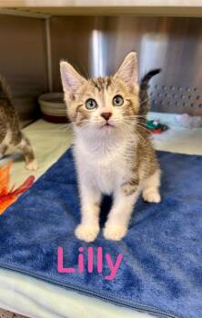 Lilly -  Domestic Short Hair Cat for Adoption in West Union, Ohio - Lilly | PetCurious