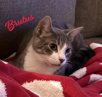 Brutus #looking-4-love -  Tabby and Domestic Short Hair Cat for Adoption in Houston, Texas - Brutus #looking-4-love | PetCurious
