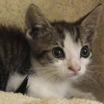 MJ -  Domestic Short Hair Cat for Adoption in Riverside, California - MJ | PetCurious