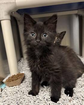 Warrior (with Lotus) -  Domestic Medium Hair Cat for Adoption in Richmond, Virginia - Warrior (with Lotus) | PetCurious