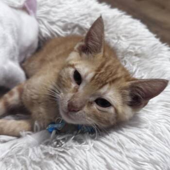 Nicky -  Domestic Short Hair Cat for Adoption in Pleasanton, California - Nicky | PetCurious