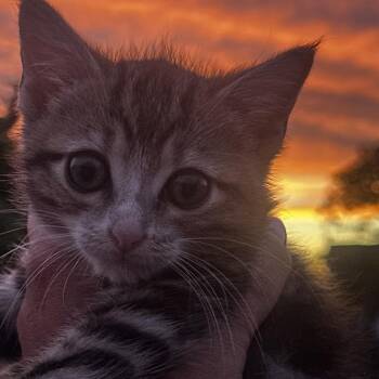 Phoenix -  Domestic Short Hair Cat for Adoption in New York, New York - Phoenix | PetCurious