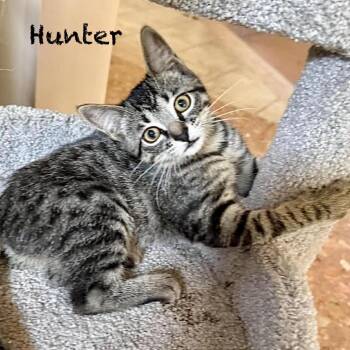 Hunter -  Domestic Short Hair Cat for Adoption in Hannibal, Missouri - Hunter | PetCurious