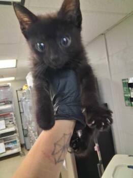 Gordon -  Domestic Short Hair Cat for Adoption in Cincinnati, Ohio - Gordon | PetCurious