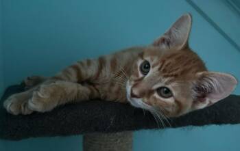 Handsome Fax Machine -  Domestic Short Hair Cat for Adoption in Hardeeville, South Carolina - Handsome Fax Machine | PetCurious