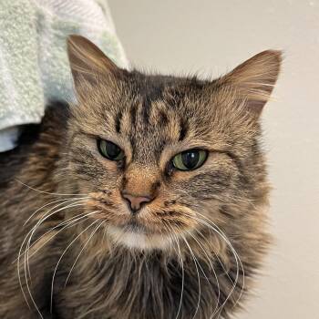 Domestic Long Hair Cats Available for Adoption in Murray, Utah - Kikio | PetCurious