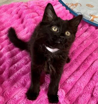 Glory -  Domestic Long Hair and Maine Coon Cat for Adoption in Rocky Hill, Connecticut - Glory | PetCurious