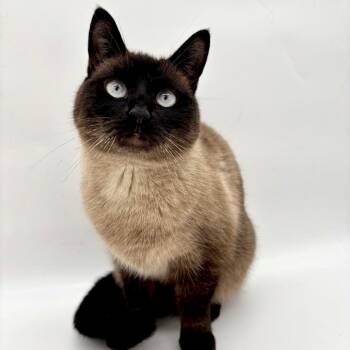 Siamese Cats Available for Adoption - Darcy | PetCurious