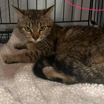 2A Lady of Earl Roswell -  Domestic Short Hair Cat for Adoption in Denver, Colorado - 2A Lady Of Earl Roswell | PetCurious