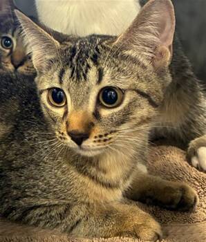 AUTUMN -  Domestic Short Hair Cat for Adoption in Palmetto, Florida - AUTUMN | PetCurious