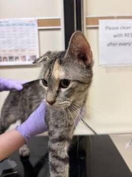 Litten -  Domestic Short Hair Cat for Adoption in West Chester, Pennsylvania - Litten | PetCurious