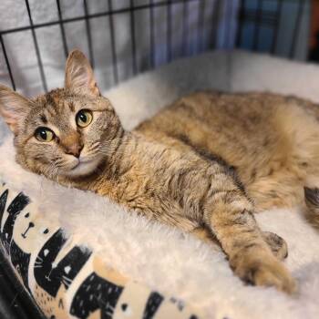 Josephine -  Domestic Short Hair Cat for Adoption in Las Vegas, Nevada - Josephine | PetCurious